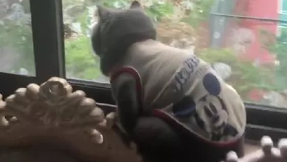 一只傻猫与蠢鸟结仇的第三天，蠢鸟带了同伙，窗户已经全军覆没！