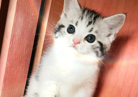 美短起司怎么看纯不纯 美国短毛猫怎么看纯不纯