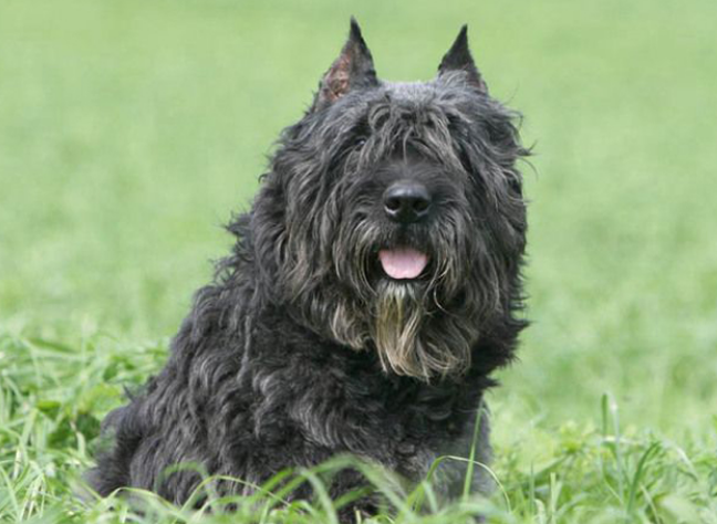 法兰德斯畜牧犬好养吗 多花时间与它共处