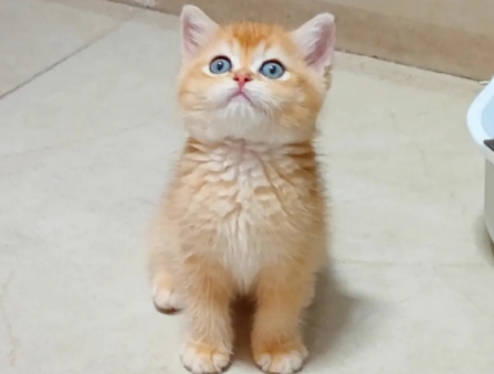 深色金渐层猫图片