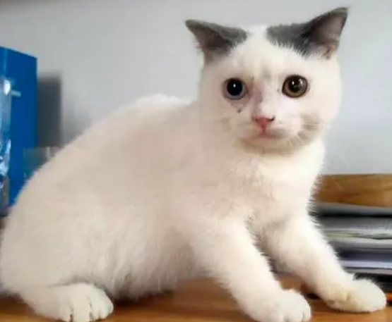 净梵猫优缺点？(白梵猫与净梵猫区别)
