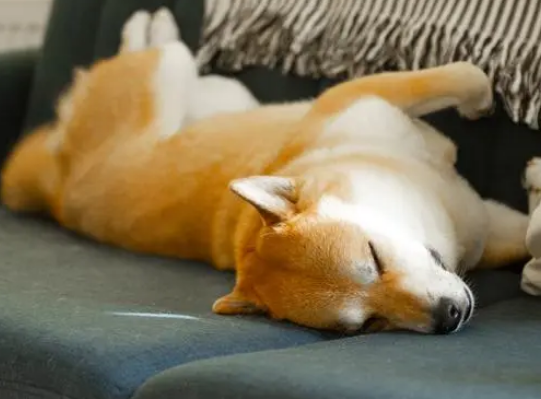 为什么禁止养柴犬 为什么禁止养柴犬