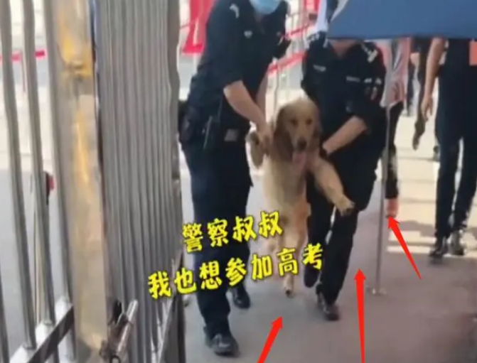 小金毛冲入考场