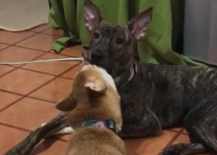 柴犬姐姐给土狗弟弟舔毛，不小心把舌头伸进嘴巴里