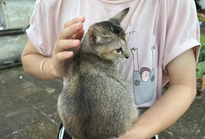 中华神猫之“雀猫”，为什么说是猫界“大哥”？