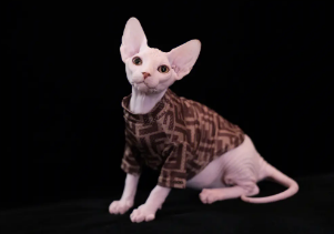 斯芬克斯猫真的好烦人