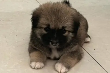 黑色土狗胸前有白毛