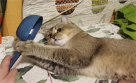 乌云盖雪猫和戴孝猫-乌云盖雪猫多少钱一只