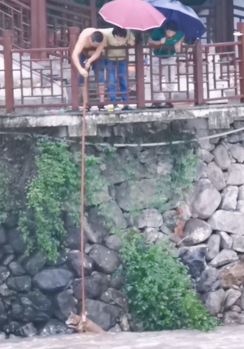 狗狗掉进湍急的河流边,大叔用一根绳子解救了它,太惊险了! 狗狗掉进湍急的河流边,大叔用一根绳子解救了它,太惊险了!