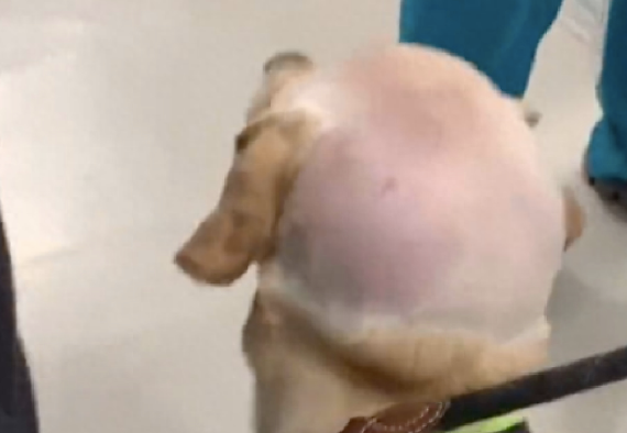 狗狗的脑袋一夜肿大,连医生都被吓了一跳 狗狗的脑袋一夜肿大,连医生都被吓了一跳