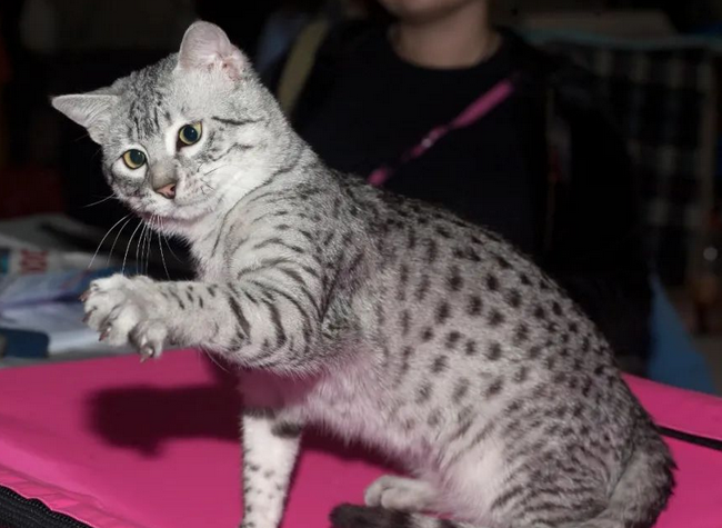 埃及猫是宠物猫吗