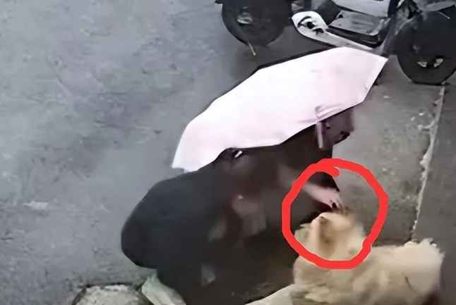 这只狗太冤了?江苏美女被狗咬,事件细节曝光