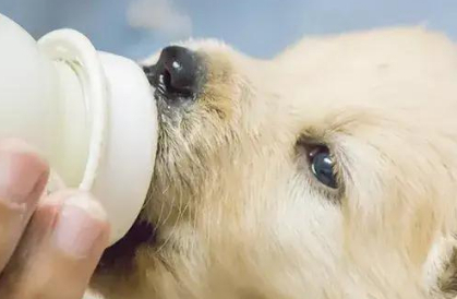 俏客萌宠物羊奶粉怎么样 俏客萌宠物羊奶粉怎么样