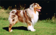 澳洲牧羊犬价格多少钱一只