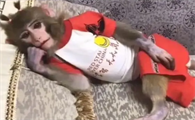 美女给小猴子穿衣服