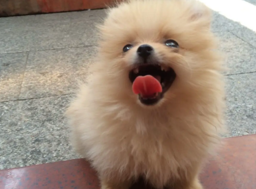 博美银狐串串会爆毛吗