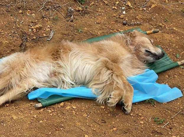 贵州一小区10只宠物狗接连死亡，狗主人称小区多处发现毒骨