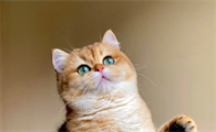 招财猫的来历和寓意 招财猫有什么寓意