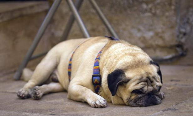 巴哥犬突然死了有几种可能 巴哥犬突然死了有几种可能