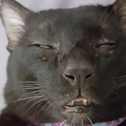 我家猫的睡相太丑了,丑到想哭! 我家猫的睡相太丑了,丑到想哭!