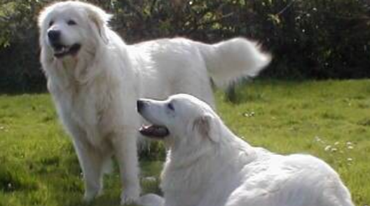 库瓦斯犬怎么喂养?该犬的饲养要素 库瓦斯犬怎么喂养?该犬的饲养要素