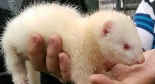 貂好养吗?臭吗