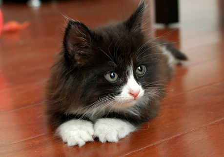 四蹄踏雪猫多少钱一只 为什么那么贵