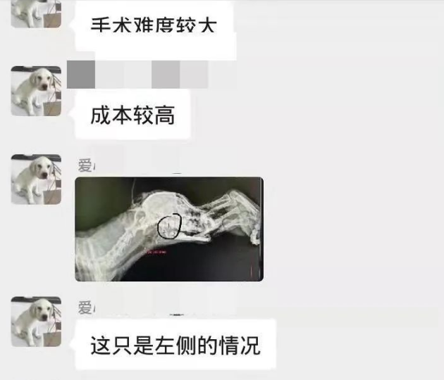 误入学校的小比熊犬,被保安刺穿了喉咙 误入学校的小比熊犬,被保安刺穿了喉咙