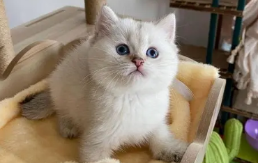 金点猫多少钱一只 金点猫多少钱一只