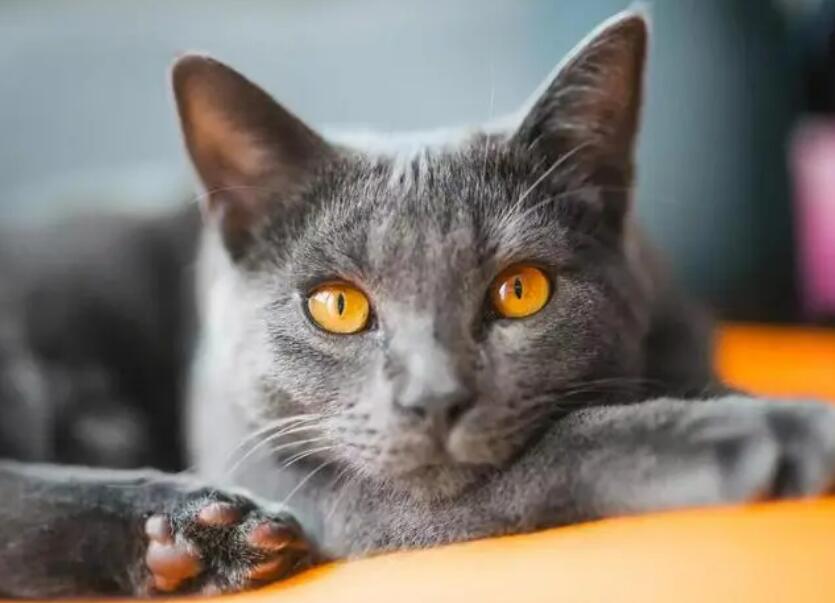 夏特尔猫应该如何饲养 夏特尔猫的养护知识 夏特尔猫应该如何饲养 夏特尔猫的养护知识