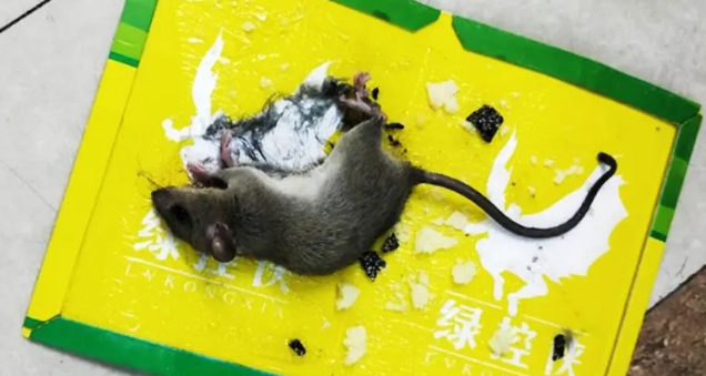 粘鼠板为什么会把老鼠粘死