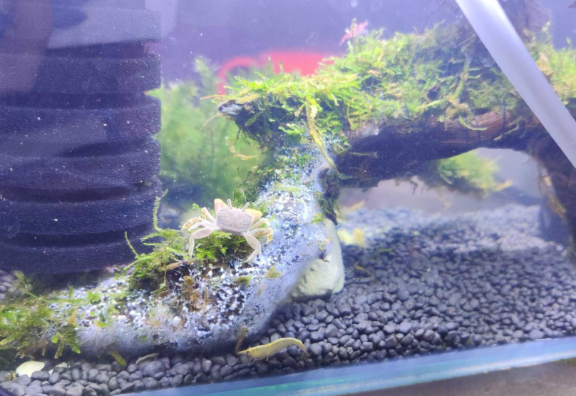 鱼缸水面有小泡沫的原因