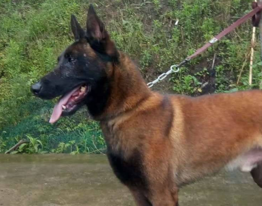 金毛与马犬杂交的后代长相 金毛与马犬杂交的后代长相
