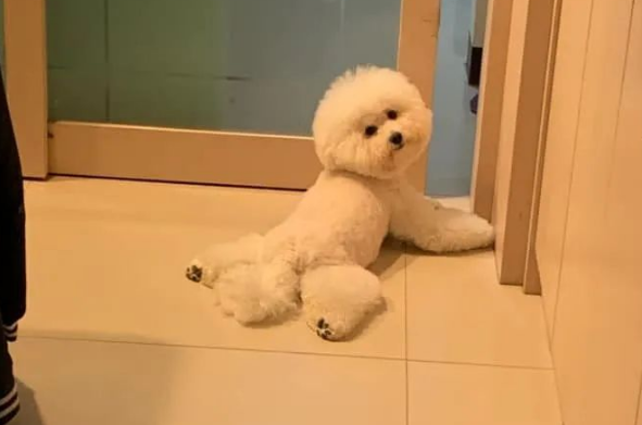 比熊犬劈叉姿势，标准到让网友怀疑有问题，看兽医发现别的问题却笑喷！