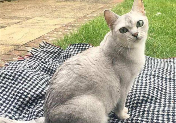 波米拉猫多大可以洗澡?波米拉猫洗澡注意事项 波米拉猫多大可以洗澡?波米拉猫洗澡注意事项