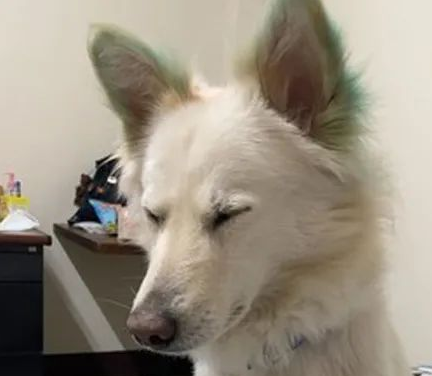 爱犬意外丢失,狗主第二天上班时被告知:有狗找你! 爱犬意外丢失,狗主第二天上班时被告知:有狗找你!