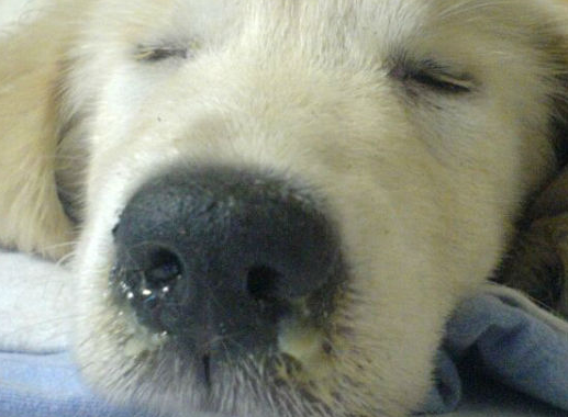 犬瘟好转的10个征兆 犬瘟好转的10个征兆