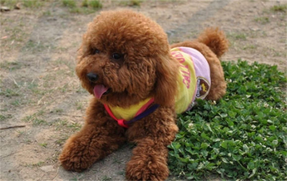 十个不养贵宾犬的理由 十个不养贵宾犬的理由