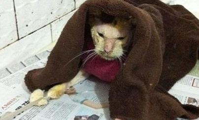 流浪猫街头痴等主人，皮肤化脓发臭无人敢接近，被救后猫生逆袭