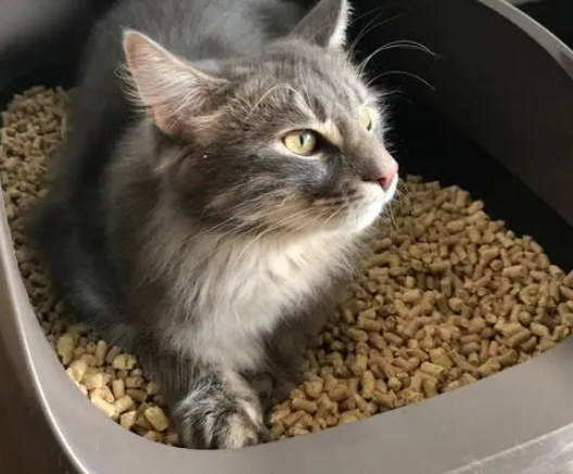 littlepets猫砂盆说明书 littlepets猫砂盆说明书