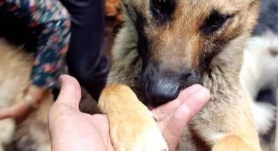 超14天无人领养流浪犬就要实行安乐死，你们支持吗？