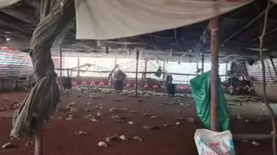 狂犬病？狗突然发疯 咬死邻居300余只鸭子 民警到场果断击毙