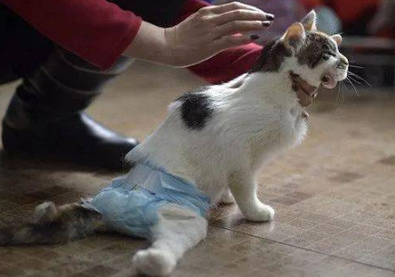 残疾小猫因一句话失去食物,好心人为了补偿它,给了喵星人一个家 残疾小猫因一句话失去食物,好心人为了补偿它,给了喵星人一个家