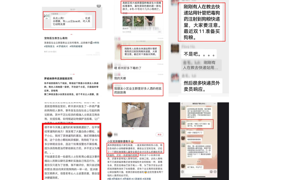 我为流浪狗发声!抵制大规模捕杀流浪狗! 我为流浪狗发声!抵制大规模捕杀流浪狗!