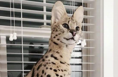 萨凡纳猫多少钱一只，外形特征怎么样？