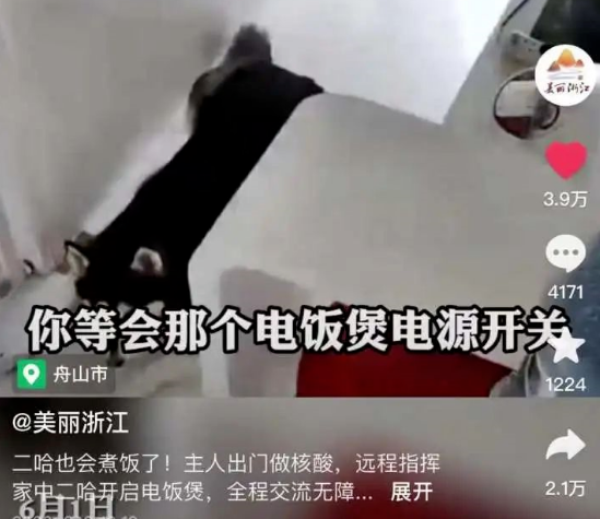 主人远程指挥家中哈士奇煮饭,网友:同样是狗,差别怎么这么大! 主人远程指挥家中哈士奇煮饭,网友:同样是狗,差别怎么这么大!