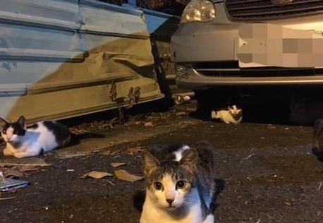 男子经常喂猫,每次一到车旁,就会看到五只揣着小手的猫咪在等候 男子经常喂猫,每次一到车旁,就会看到五只揣着小手的猫咪在等候
