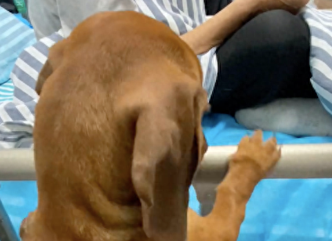 爷爷住院后狗狗茶不思饭不想的！偷偷带它去医院，难过得不敢直视
