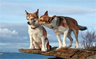 挪威伦德猎犬怎么养 掌握好食物分量