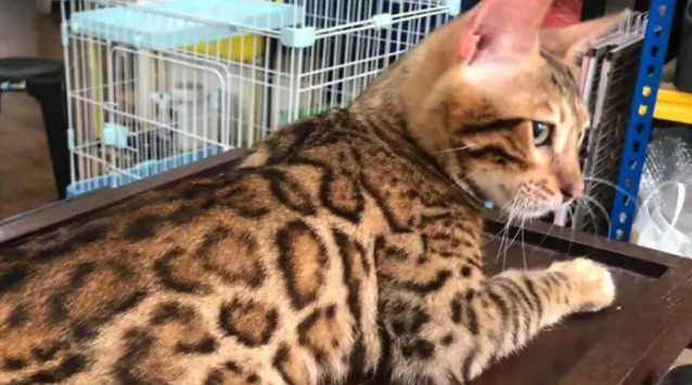 孟加拉猫的“发家史”